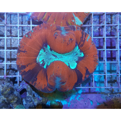 Trachyphyllia